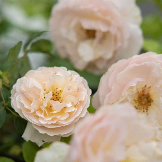 Edelrose<br>Duftjuwel